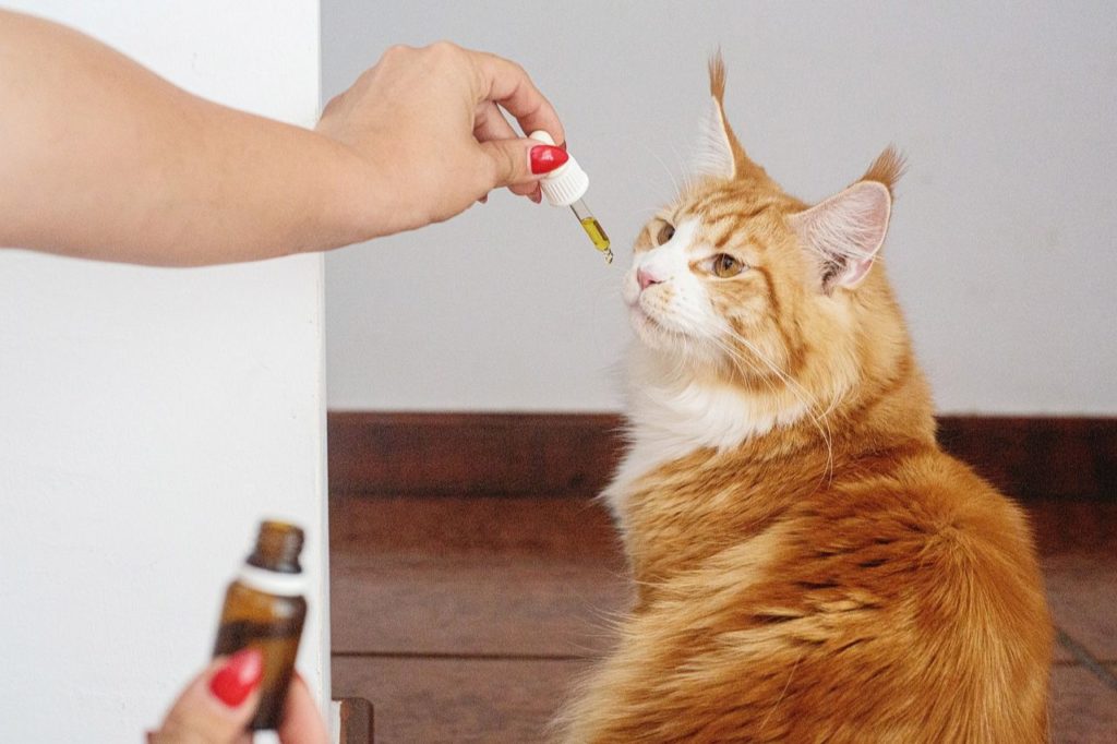 Cat taking cbd oil from a dropper