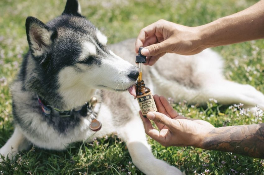 A Husky taking CBD Oil from a dropper